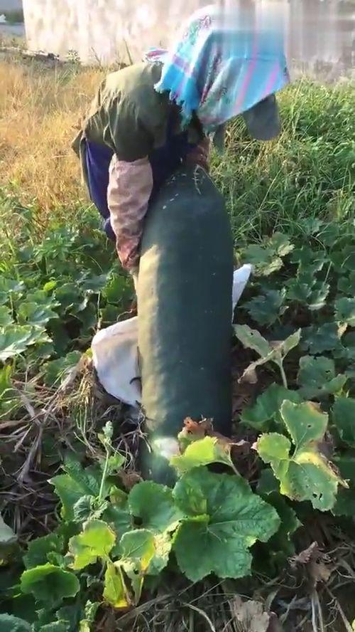 吃瓜烂肚皮,揭秘娱乐圈背后的真相与笑料