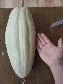 什么瓜的叶可以吃,揭秘可食用叶子的神奇瓜类