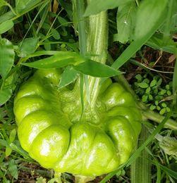 孕妇吃姜柄瓜,营养美味，助力母婴健康