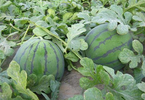 往年吃瓜vs今年吃瓜,回顾往年瓜田，展望今夏瓜香