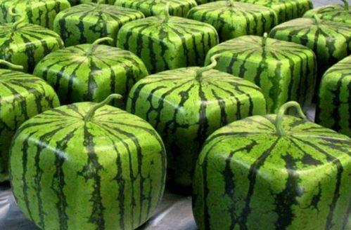 最全吃瓜图,最全吃瓜图背后的惊人真相