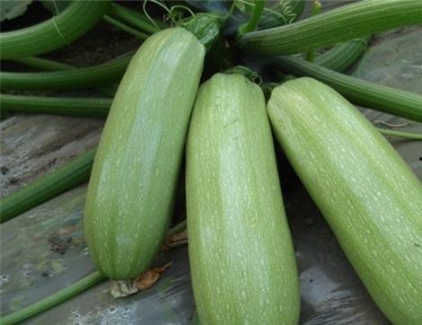 痛风吃鲜瓜,健康与美味兼得