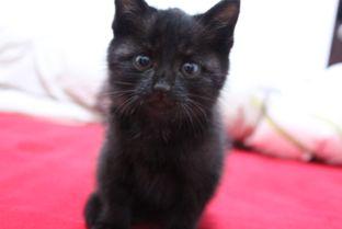 吃草吃不吃瓜,吃草还是吃瓜，揭秘它们的饮食习惯