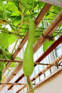 吃瓜有种药味,探寻吃瓜中的奇妙味觉之旅