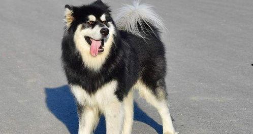 偷瓜吃的狗,一场田园趣事