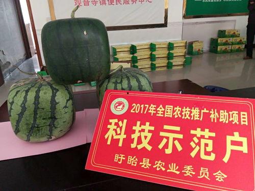 佛鼠瓜怎么吃,探索美味与营养的完美结合