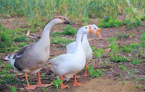 鹅吃瓜七组,揭秘娱乐圈背后的八卦风云