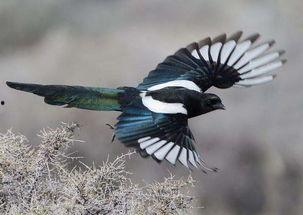 王者荣耀喜鹊吃瓜,喜鹊吃瓜，揭秘游戏背后的趣味故事