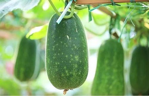 吃瓜不如种瓜人,人生哲学的蜕变之旅