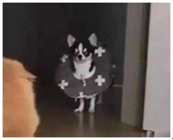 狗吵架猫吃瓜,一场宠物界的“吃瓜”大戏