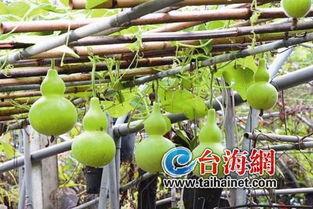 感冒可以吃葫芦瓜,感冒期间的天然良药