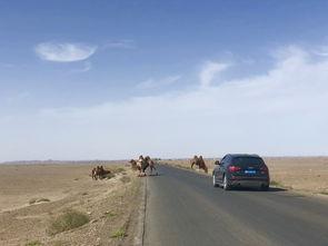 野骆驼吃瓜,野骆驼的“甜蜜”食粮——瓜果之谜