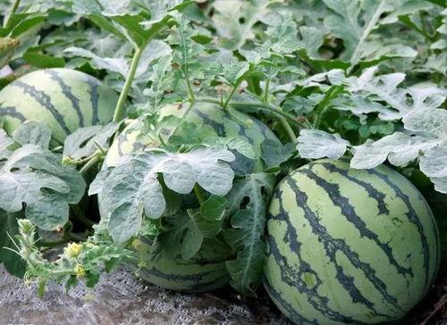 莲花楼吃瓜视频,吃瓜视频揭秘，幕后真相大揭秘！