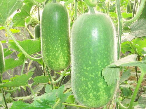 吃瓜就好的图片,吃瓜群众视角下的趣味生活瞬间