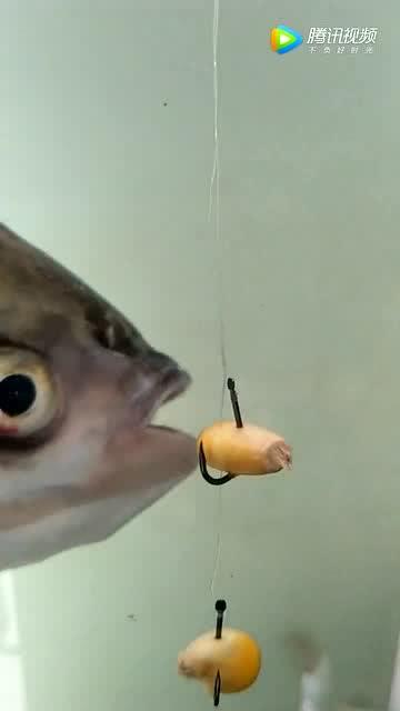 大鱼吃开口瓜视频