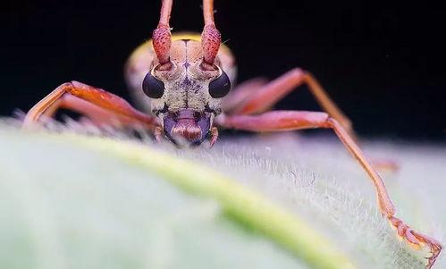瓜哥吃瓜昆虫图片大全