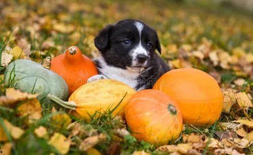 儿童可以吃毛瓜吗,儿童适宜食用毛瓜的探讨与建议