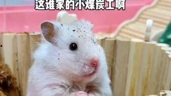 鼠鼠吃大瓜,一场与大瓜的美食邂逅