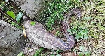 巨蟒吃瓜视频,一场惊心动魄的生态盛宴