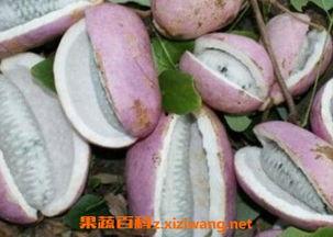 八月瓜 吃,大自然的馈赠,养生佳品