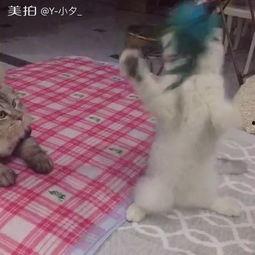 吃瓜群众松大爷,揭秘娱乐圈那些事儿